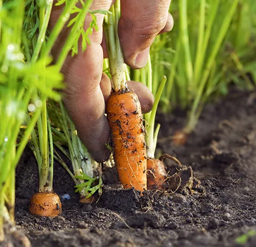 Da Horta - Comida Saudável de Origem Local